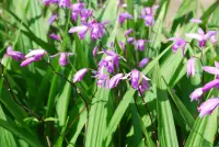 Bletilla striata in wild