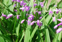 Bletilla striata in wild