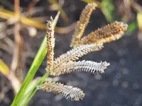 finger millet
