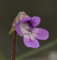 Common butterwort