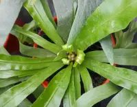 Asplenium antiquum