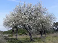 Iberian Wild Pear Tree