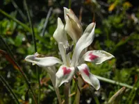 Strandveld Trumpet Bobbejaantjie (Babiana tubiflora) plant