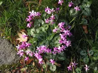 Eastern sowbread (Cyclamen coum) plant