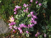 Eastern sowbread (Cyclamen coum) plant