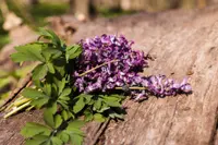 Plectranthus Mona