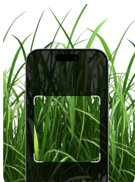 Grass Identification – Hero Mobile