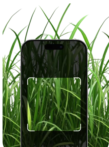 Grass Identification – Hero Mobile