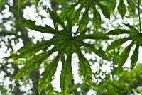 many-fruited aralia