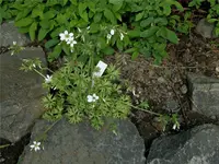 Saxifraga irrigua outdoor