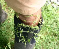 beggarslice (Hackelia virginiana) plant