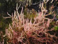 Forked sundew