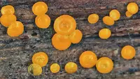 Calloria neglecta