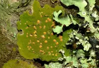 coenogonium lichen