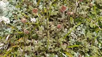 Acaena profundeincisa (Acaena profundeincisa) plant