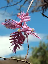 Tillandsia straminea
