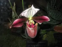 Purple Paphiopedilum