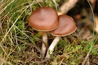 Cortinarius brunneus