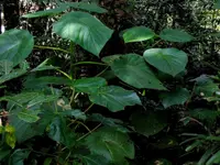 gympie gympie (Dendrocnide moroides) plant