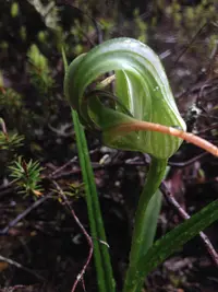 Tutukiwi