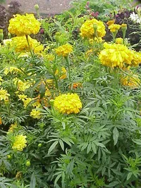 Mexican marigold (Tagetes erecta) plant