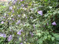 Purple clematis