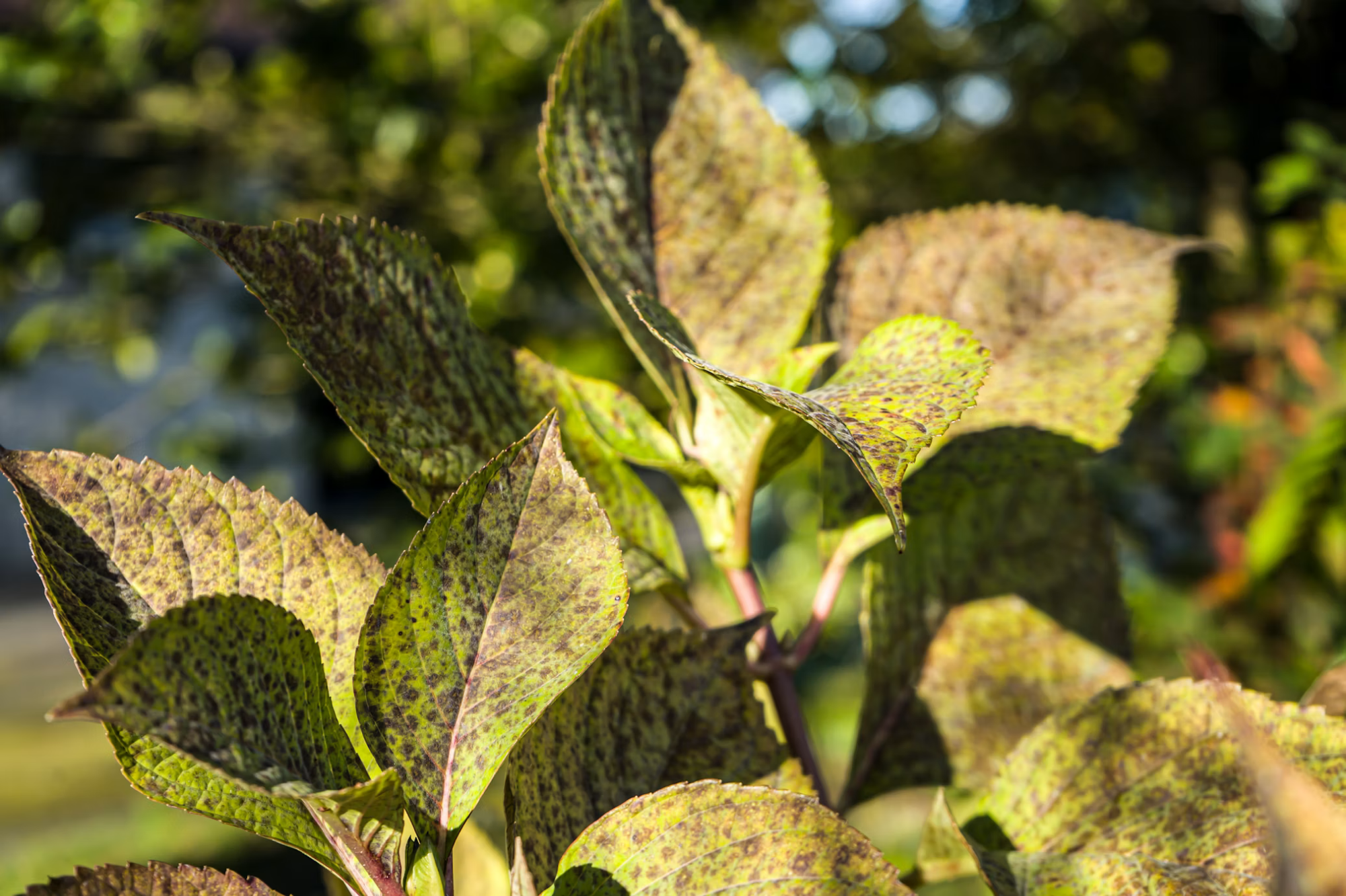 Leaves