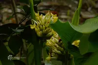 Goeppertia marantifolia (Goeppertia marantifolia) plant