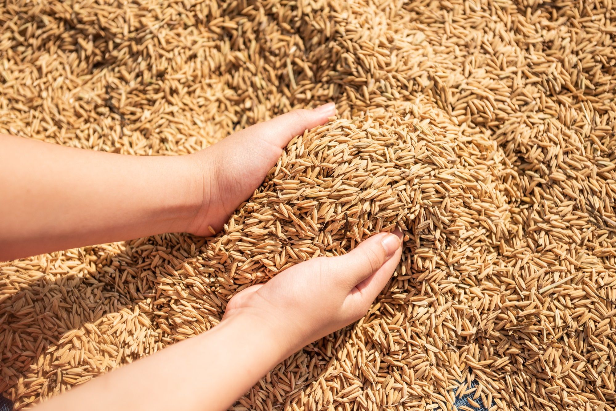 Seeds of rice