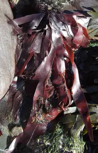 dulse