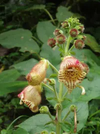 Kohleria allenii