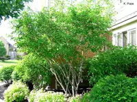 Amelanchier laevis