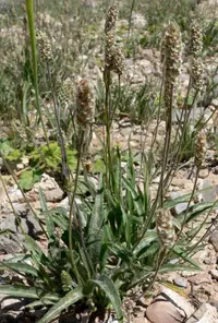 desert Indianwheat