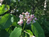 spreading dogbane