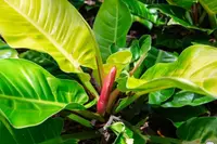 Philodendron