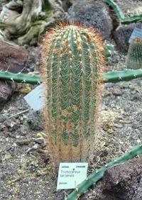 Soehrensia tarijensis (Soehrensia tarijensis) plant