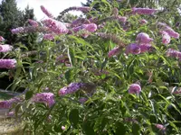 Summer lilac