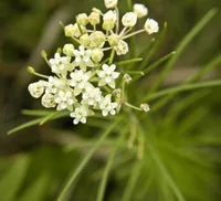 whorled milkweed (Asclepias verticillata) plant