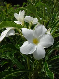 Hammerleaf Frangipani
