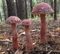 Aureoboletus projectellus