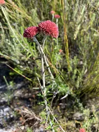 white everlasting (Anaxeton laeve) plant
