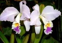 Cattleya mendelii