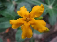 Pachypodium densiflorum