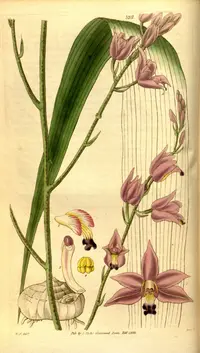 Pine-pink