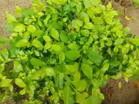 Duranta erecta leaf