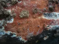 Ceriporia purpurea