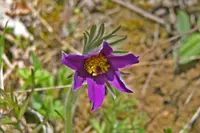 Pasqueflower