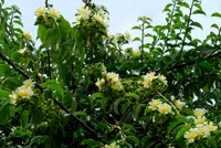 Barbados gooseberry