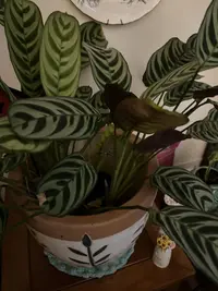 Fishbone Prayer Plant photo by a Botan App user