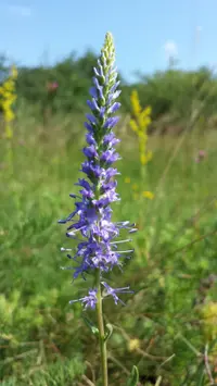 Spiked speedwell